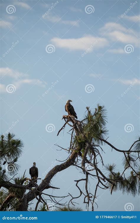 Mated Pair of Bald Eagle Haliaeetus Leucocephalus Birds Stock Image - Image of tree, feathers ...