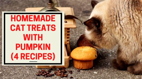 Homemade cat treats with pumpkin - The Kitty Expert