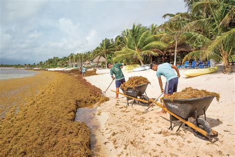 Sargassum is strangling tourism in the Caribbean. Can scientists find a use for it?