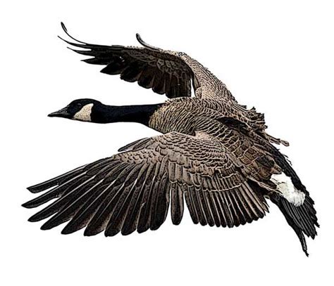 The National Bird Project - Canadian Geographic | Goose tattoo, Bird artwork, Bird