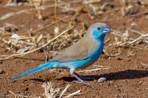 Beautiful Wallpapers for Desktop: Blue waxbill HD Wallpapers