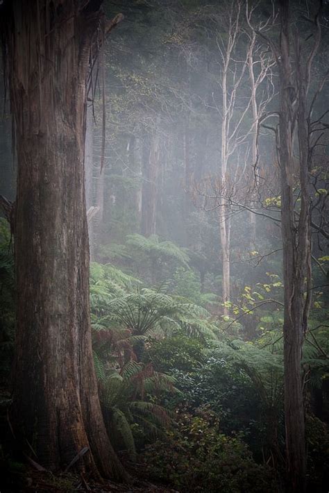 Dandenong Ranges, Australia Melbourne Australia, Australia Travel ...