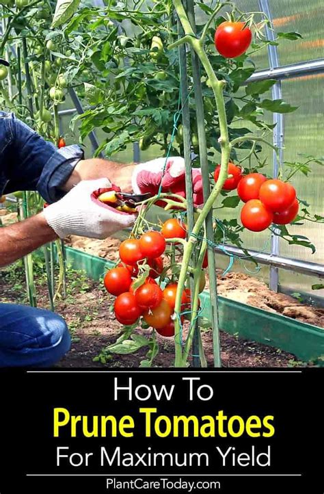 How To Prune Tomatoes For Maximum Yield | Pruning tomato plants, Growing vegetables, Growing ...