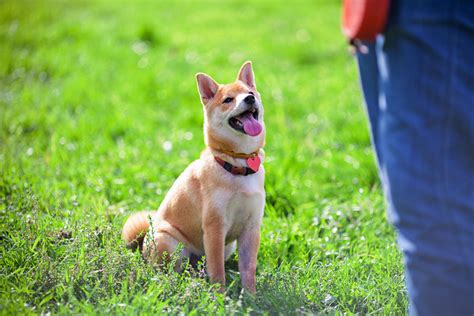 How To Teach Your Dog To Sit | Training your dog | Dogs | Guide | Omlet US