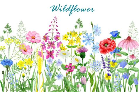 Wild Flower Clipart