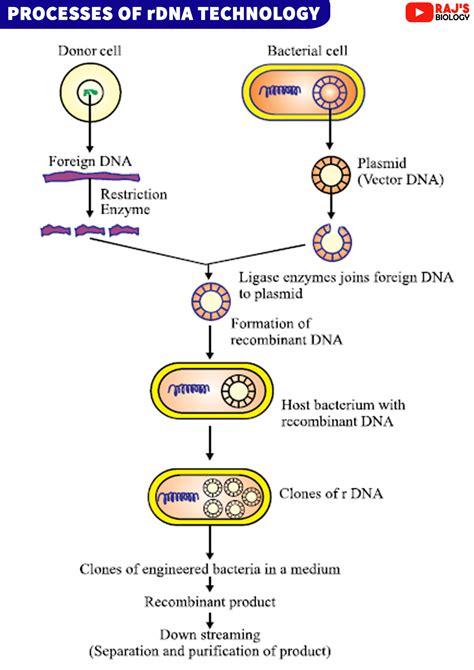 Biotechnology Principles and Processes Class 12 NEET Notes - Rajus Biology