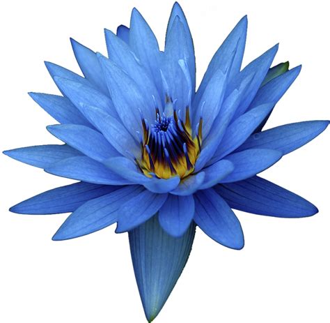 itoldanotherlietodayy: “blue flower white background ” Dark Flowers, Exotic Flowers, Amazing ...