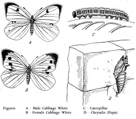 Life Cycle Of Cabbage White Butterfly