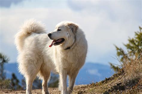 Great Pyrenees Dog Breed » Information, Pictures, & More