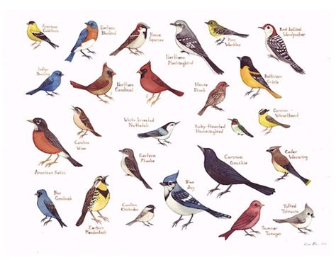 Items similar to Eastern North Carolina Birds Field Guide Style Watercolor Painting Print ...