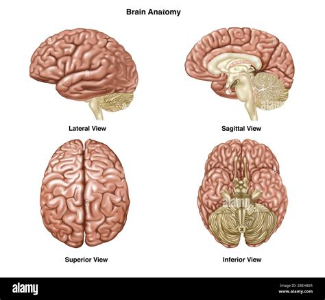 Infundibulum hi-res stock photography and images - Alamy