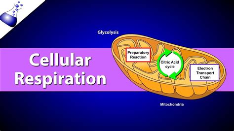 9 Examples Of Redox Reactions In Everyday Life – StudiousGuy