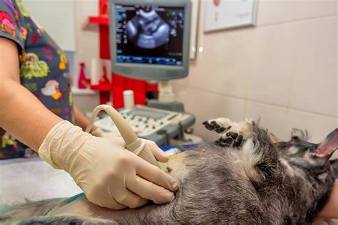 Veterinary Sonography - Ultrasonic Education