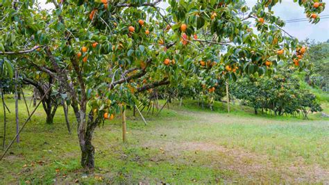 Persimmon Tree - Full Guide to Growing, Caring For & Harvesting