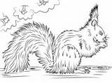 Porcupines coloring Pages  Free Coloring sketch template