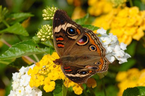 Buckeye Butterfly Pictures