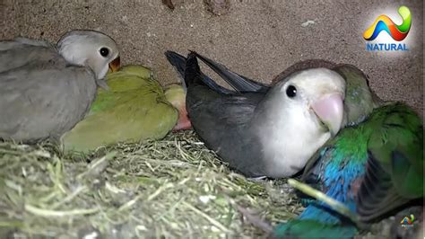 Love Birds Breeding progres | Breeding Season 2020 - YouTube