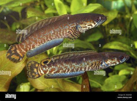 striped snakehead, Rainbow Snakehead (Channa bleheri), two males Stock Photo - Alamy