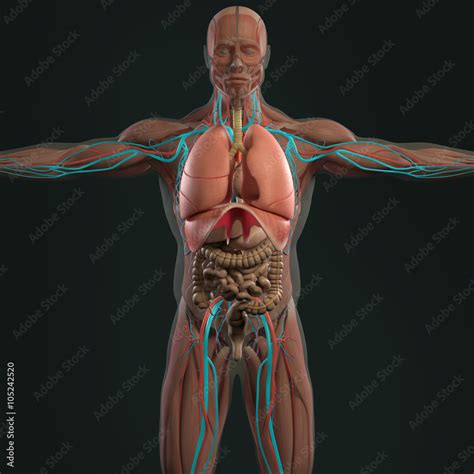 Human anatomy 3D futuristic scan technology with xray-like view of human body. Male torso front ...