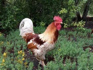 ISA Brown Rooster vs Hen (Characteristics and Personalities) - Chicken & Chicks Info