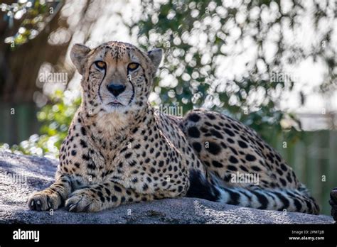 A Cheetah (Acinonyx jubatus) is sitting on the rock. it is a large cat of the subfamily Felinae ...