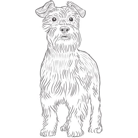 Miniature Schnauzer drawing | Dog Breeds List | Schnauzer drawing ...