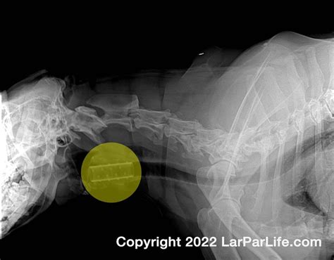 Lar Par: Stent Treatment for Laryngeal Paralysis in Dogs