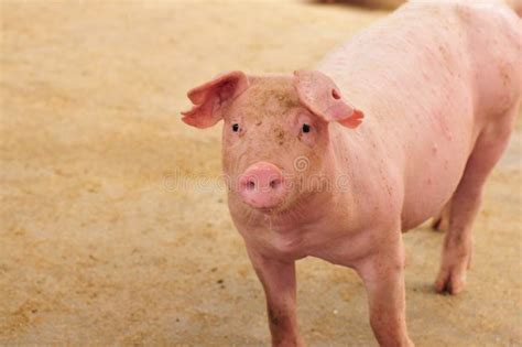 A female pig stock photo. Image of snout, pigs, livestocks - 4418258