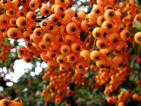 Frutos de Rosaceae / Rosaceae fruits | This small tree is ve… | Flickr