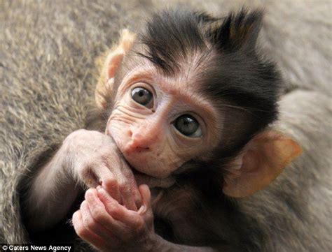 27 best the cutest monkeys images on Pinterest | Monkeys, Adorable ...