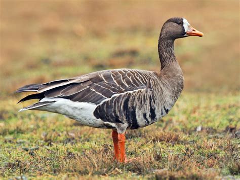 Bird of the Week: Greater White-fronted Goose — The Reed College Quest