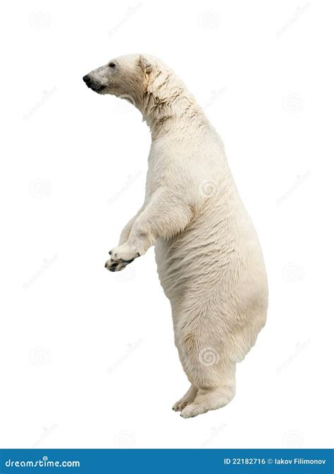 Standing polar bear stock photo. Image of length, white - 22182716