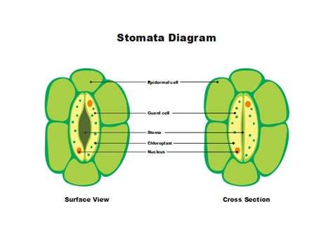 Make a full use of this stomata diagram science template from Edraw to keep it simple but ...