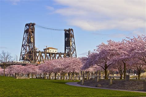 Cherry Blossom Blooming in Portland Oregon | Hokusei North America