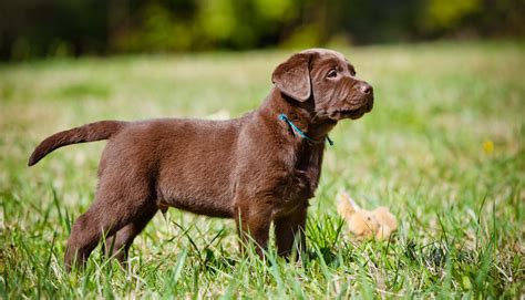 Which Labrador Colour is Best?