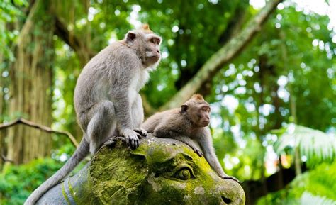 Top 3 Reasons Why You Should Visit the Ubud Monkey Forest - Alaya Resort Ubud | ALAYA Hotels ...