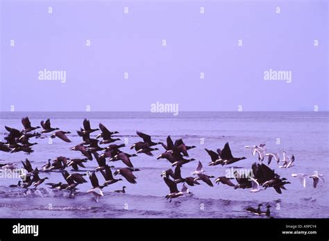 Pacific Black Brant Geese with Latin Name of Branta bernicla on ...