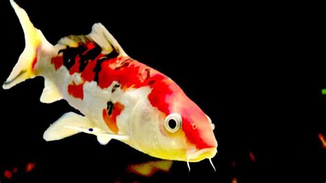 Koi Fish: A Guide To Keeping Them In Aquarium!