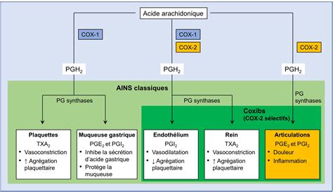 Les anti-inflammatoires non stéroïdiens et le risque cardiovasculaire ...