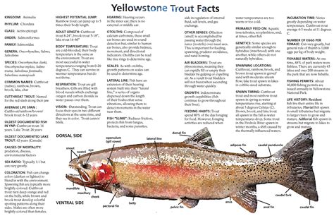 Yellowstone Trout Facts - Yellowstone National Park (U.S. National Park Service)