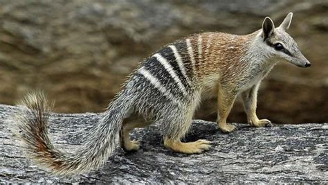 Numbat Animal | Facts Information And Pictures| | All Wildlife Photographs