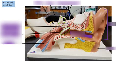 ear model Diagram | Quizlet