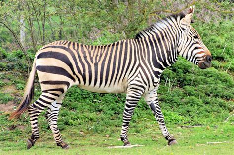 zebra photo | Hartmann's mountain zebra; Linton Zoo; 14th April 2012 » Linton ... | Mountain ...