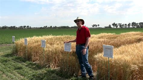 A Look Into Winter Wheat Breeding and New Varieties - Farming Smarter - YouTube