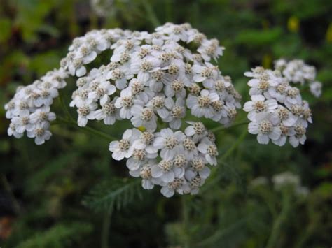 Common Yarrow