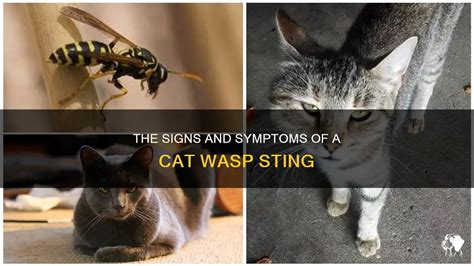 The Signs And Symptoms Of A Cat Wasp Sting | PetShun