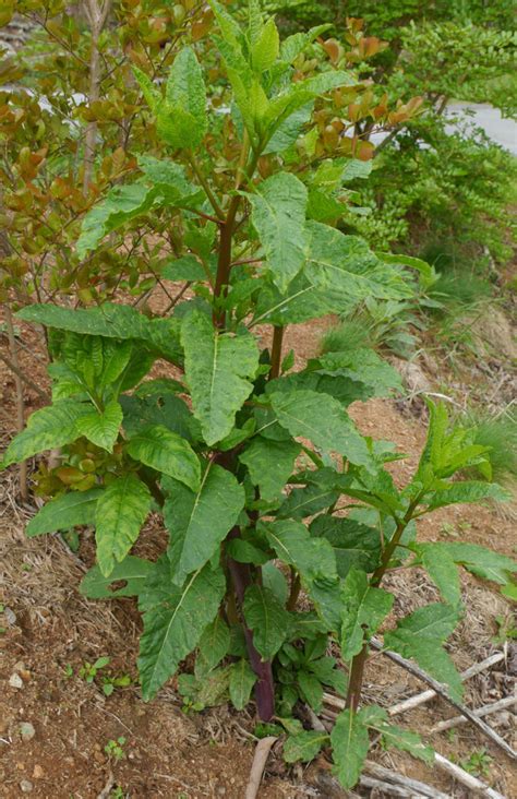 Pokeweed (Phytolacca americana) | Identify that Plant