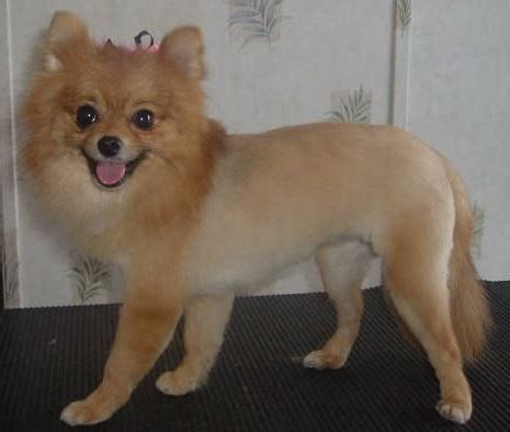 Pomeranian Haircut & Styles | PetCarePricing.com