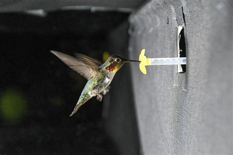 New measurement technique unravels what gives hummingbird wings their characteristic sound