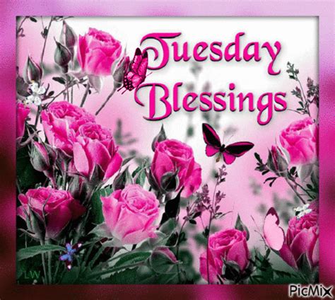 pink roses and a butterfly with the words tuesday blessings on it's side